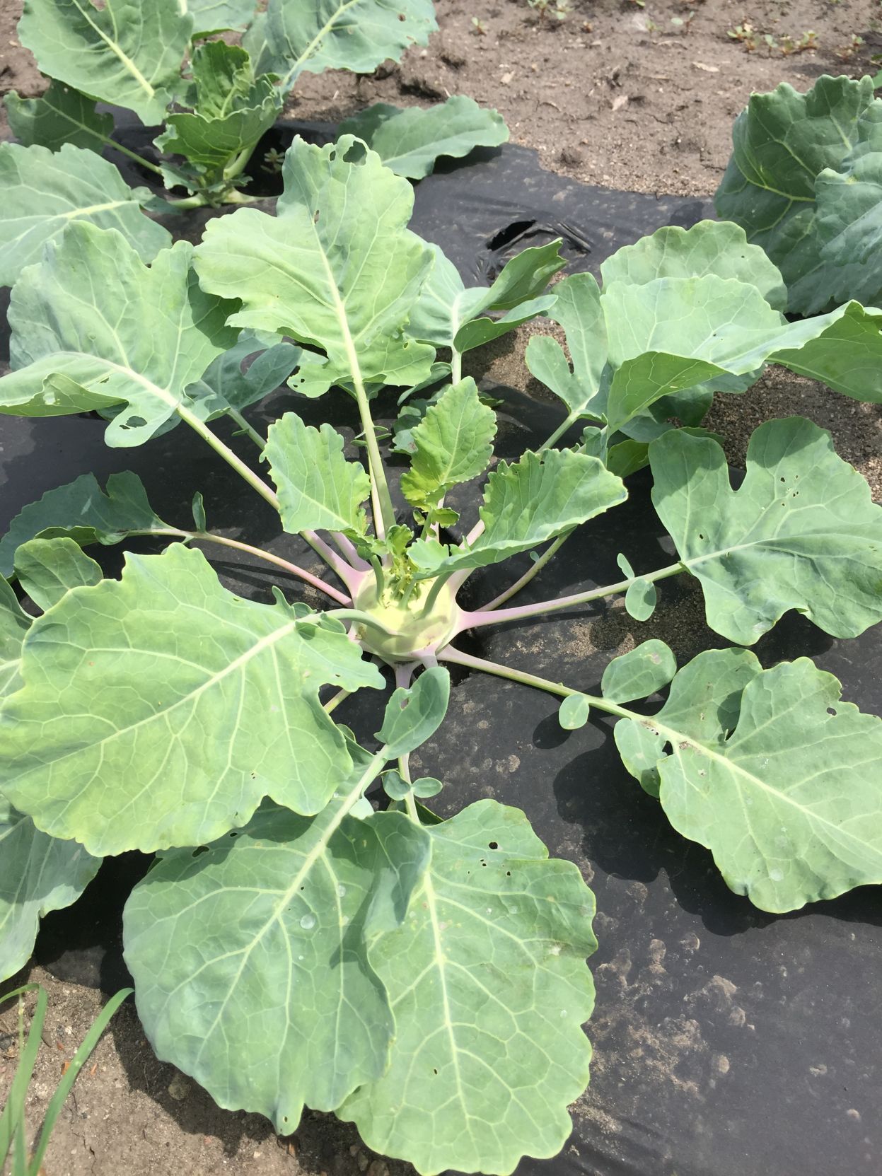 Kohlrabi plant